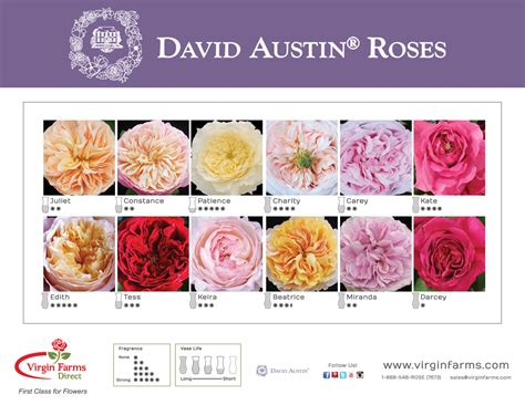 David Austin Garden Rose Poster Virgin Farms First Class For Flowers