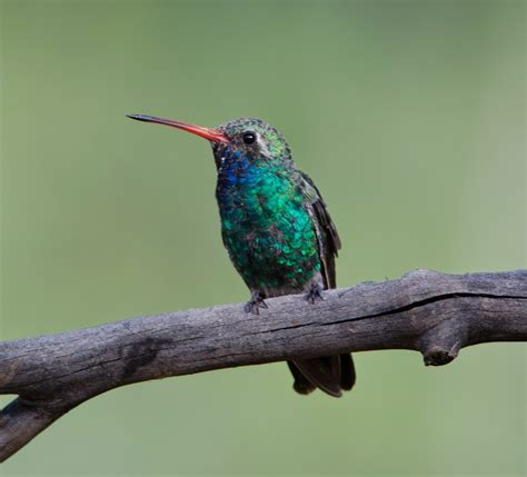 Gordons Birding Adventures Hummingbirds In Arizona