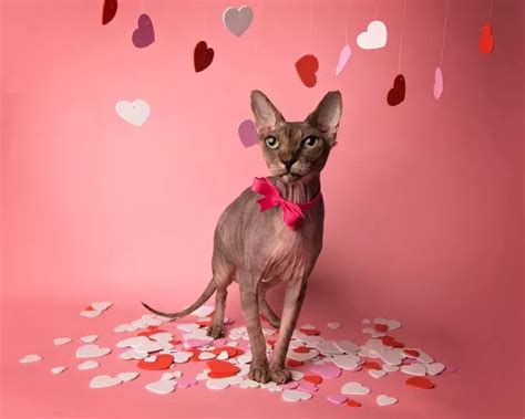 Cats Get Naked For Calendar To Raise Awareness Of Eco Problem Belfast Live