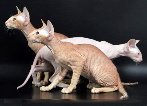 Viverral vs Peterbald - Breed Comparison | MyCatBreeds