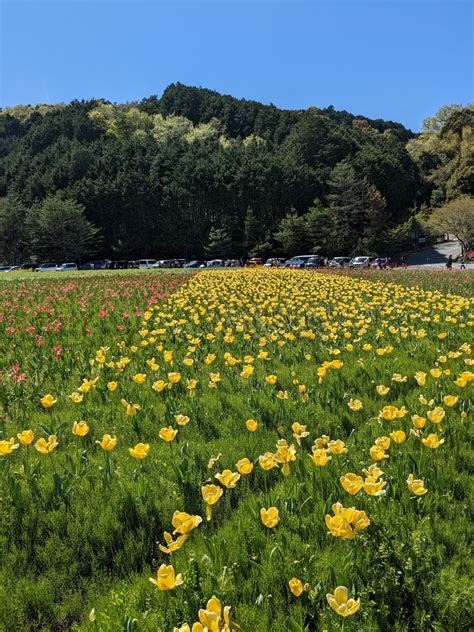 【大洲市公園】フラワーパークおおずのチューリップ Ehimeno －エヒメノ－