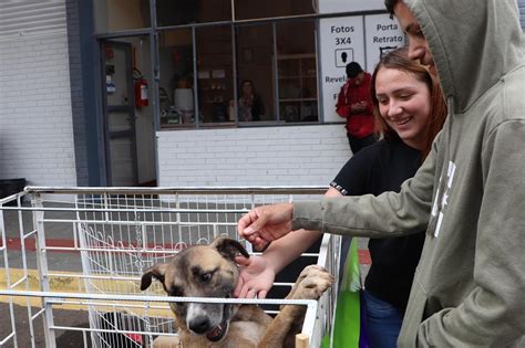 Animais Foram Adotados No S Bado Em Curitibanos Viatv