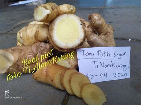 Jual Temu Putih Atau Kunyit Putih Kunir Segar Fresh 1kg Di Lapak