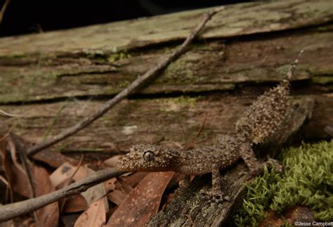 Broad Tailed Gecko Phyllurus Platurus Sydney Nsw Jesse Campbell