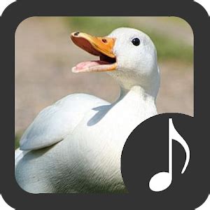 Duck Sounds - Android Apps on Google Play