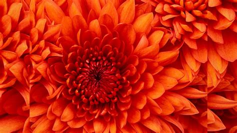 Live Crew Fuck Martinez YouTube