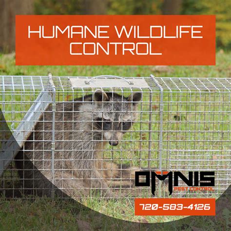 Humane Wildlife Control Wildlife Removal Omnis Pest Control