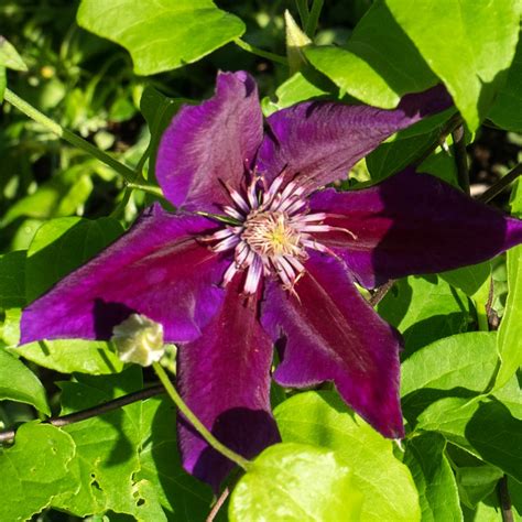 Clematis Julka Clématite Aux Grandes Fleurs Violettes à Médiane Pourpre