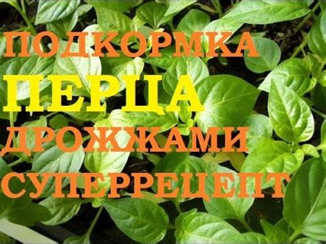 Подкормка перца дрожжами, описание и рецепты - YouTube