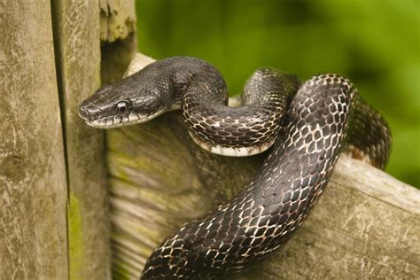 A Guide to Caring for Black Rat Snakes as Pets