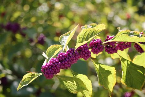 Free Images Nature Branch Blossom Fruit Berry Leaf Flower