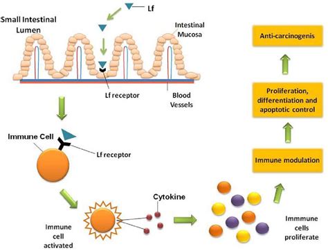 PDF Lactoferrin And Cancer In Different Cancer Models Semantic Scholar