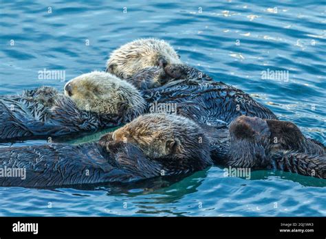 Baby Sea Otters Sleeping