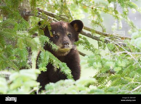 Black bear cub playing in a tree Stock Photo - Alamy