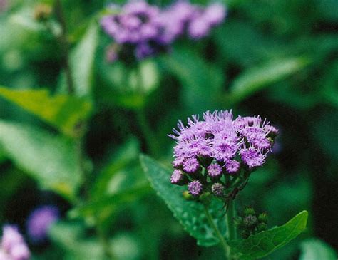 Conoclinium Coelestinum Blue Mist Flower At Toadshade Wildflower Farm