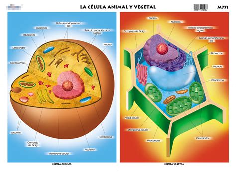 Celulas Eucariotas Materiales Eso