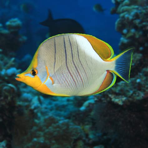 Yellowhead Butterflyfish - Fish and Coral Store