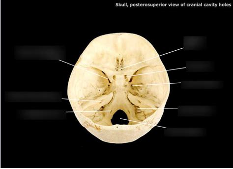 Skull Cranial Cavity Holes 2 Diagram Quizlet