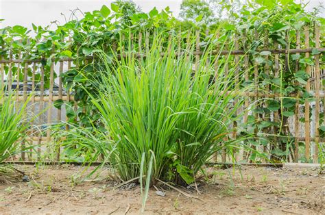 10 Reasons To Grow Lemongrass No Matter Where You Live