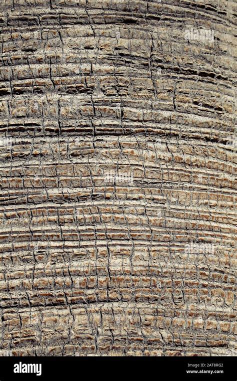 Palm Tree Bark Texture Seamless