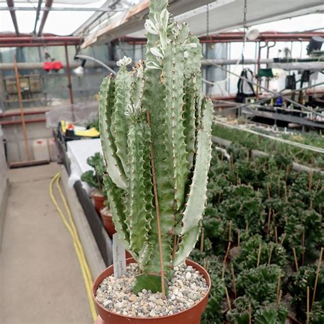 Euphorbia Trigona Cv Variegata Gepfr Uhlig Kakteen Ber