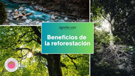 Los Beneficios De La Reforestación Agrochic Jardinería Y Bienestar