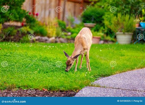 Mule Deer In Backyard Stock Image Image Of Grazing Mammals 54100325