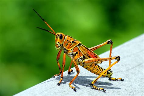 mitcheci photos: Florida: The Orange Grasshopper