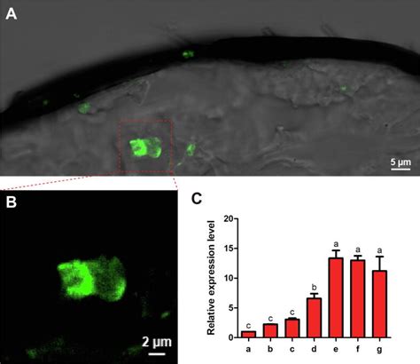 A Female Biased Odorant Receptor Tuned To The Lepidopteran Sex Pheromone In Parasitoid