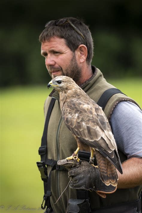 DSC3446 Cornish Birds Of Prey Centre Paul Adams Flickr