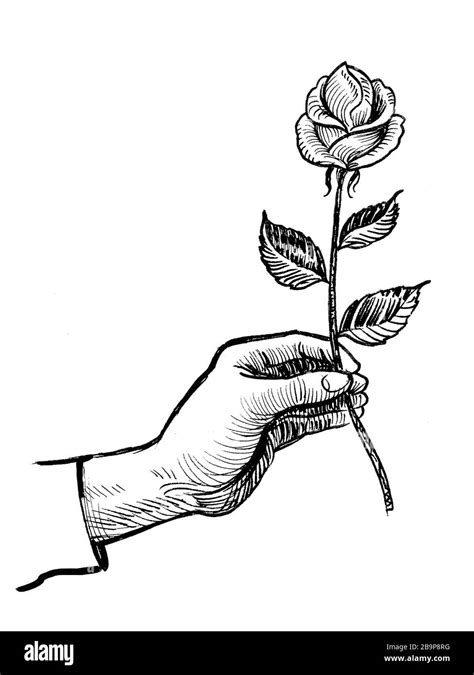 Hand giving rose flower. Ink black and white drawing Stock Photo - Alamy