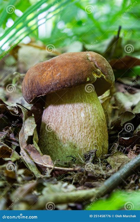 Boletus Reticulatus Or Boletus Aestivalis Commonly Known As The Summer