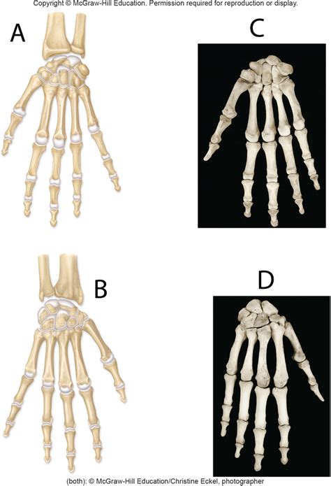 Hand Bones Anatomy Structure And Diagram Sexiz Pix