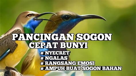 2 Jam Pancingan SOGON Agar Cepat Bunyi Ampuh Rangsang Emosi Cocok Buat