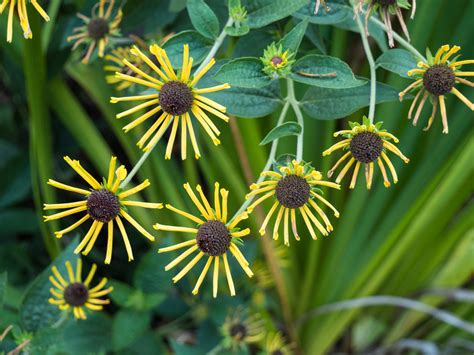 Rudbeckia Subtomentosa Henry Eilers Rudbeckia Sub Flickr