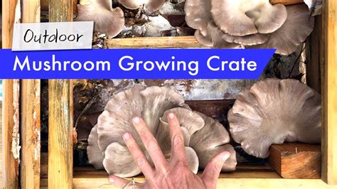 Growing Mushrooms Outdoors In Phoenix Az Using A Wooden Crate Youtube