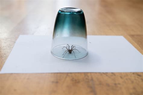 8 Sneaky Ways To Keep Eight-Legged Uninvited Guests At Bay