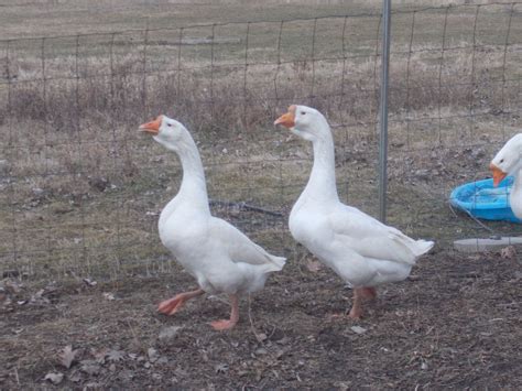 White African Geese Pictures Backyard Chickens Learn How To Raise