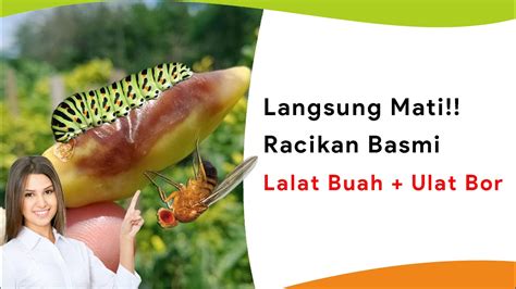 Lalat Buah Betina Dan Ulat Bor Langsung Mati Sekaligus Ini Racikannya