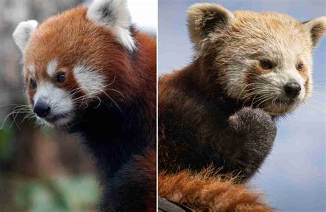 Are Red Pandas Hybrids? (8 Facts for Beginners!)