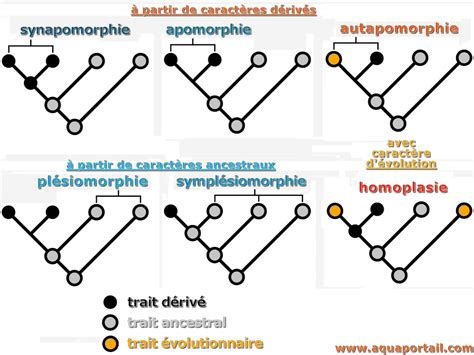 Arbre Phylog N Tique D Finition Illustr E Et Explications