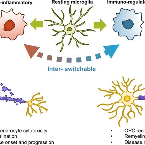 Effects Of Microgliaderived Factors On Oligodendrocyte Lineage