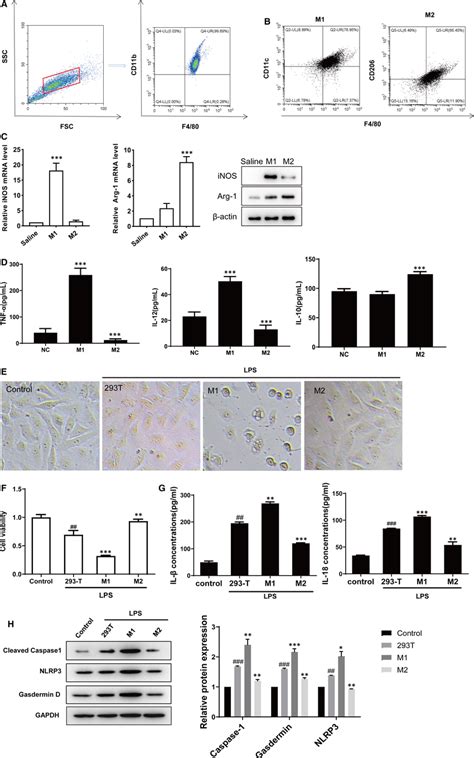 M1 And M2 Macrophages Showed Opposite Impact On The LPSinduced