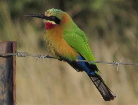 White Fronted Bee Eater Birds Of Botswana BioDiversity4All