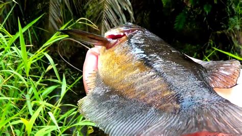 Rezeki Mancing Di Parit Umpanku Di Serang Rombongan Ikan Sepat Siam