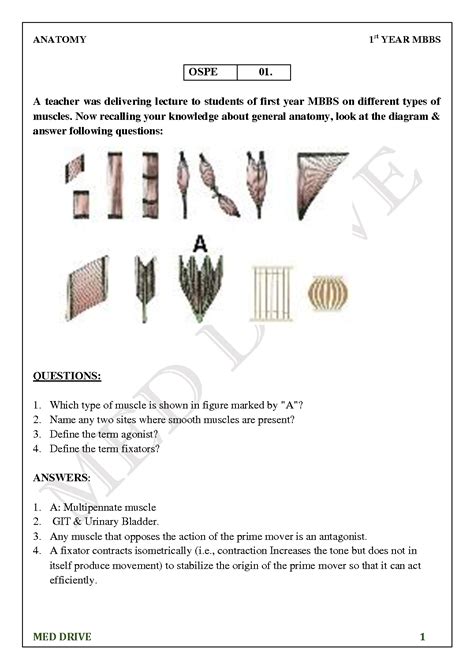 Solution Anatomy Ospe 1st Year Studypool