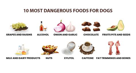 10 Toxic Foods For Dogs To Avoid 51 Off