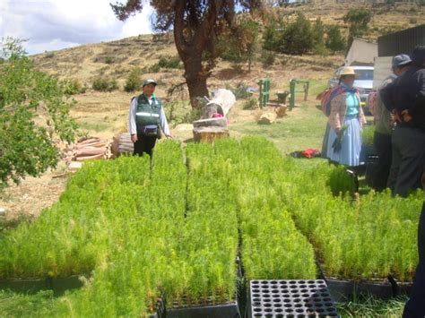 Puno Minagri participa en proyecto de reforestación para mejorar