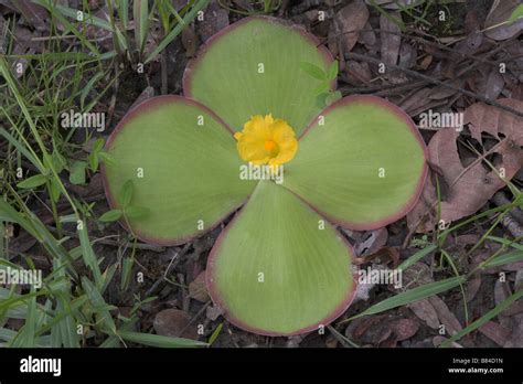 Costus spectabilis hi-res stock photography and images - Alamy