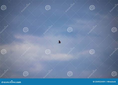 Bird Flying In The Blue Sky Alone Stock Image Image Of Adventure